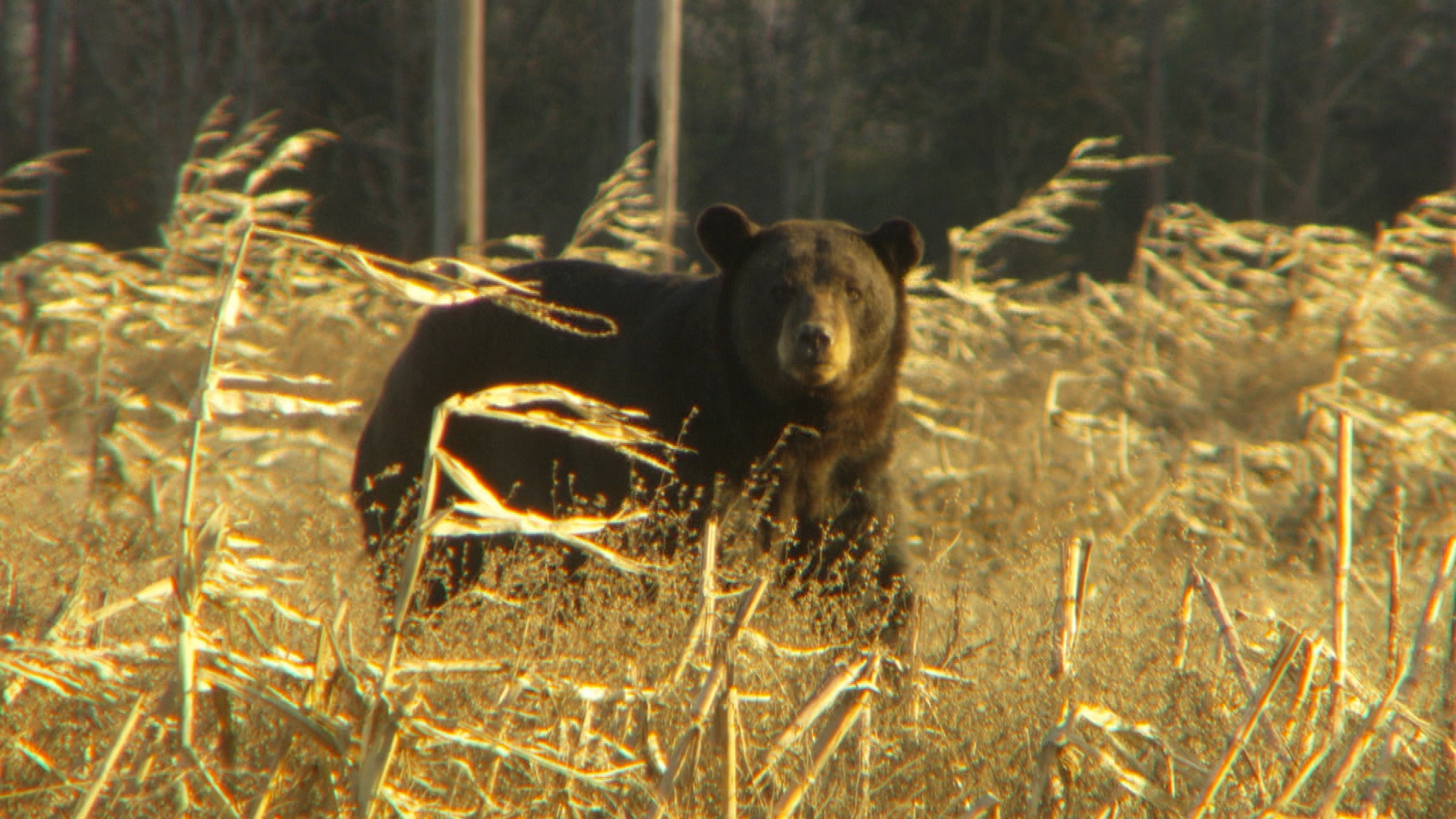 Black Bear Comeback